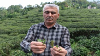 Çay üreticilerinden çayda budama işlemine tepki