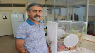 Çiftçinin Tuta kabusu: Çözüm Çukurova üniversitesinden geldi
