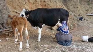 Çiğ süt destek ödemeleri çiftçilerin hesaplarına yatırıldı