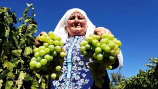 Coğrafi işaretli Çavuş Üzümünde hasat dönemi başladı