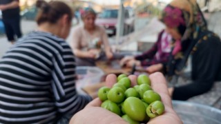 Çukurovalı kadınlar imece ile yardımlaşarak sofralık zeytinlerini hazırlıyor