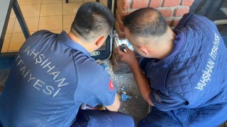 Dekoratif tuğla kolonun içinden yavru kedi çıktı