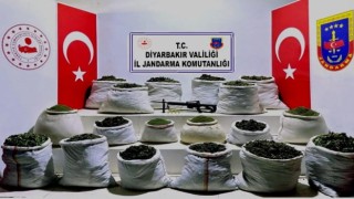 Diyarbakırda milyonlarca kök kenevir ve 1,5 ton esrar ele geçirildi