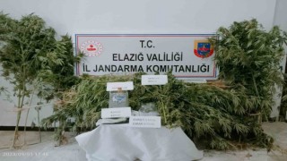 Elazığda 186 kök kenevir ele geçirildi