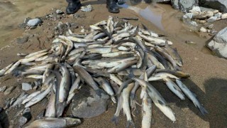 Engiz Çayındaki balık ölümlerinin nedeni beton