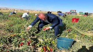 Ereğli Belediyesi salçalık biber dağıttı