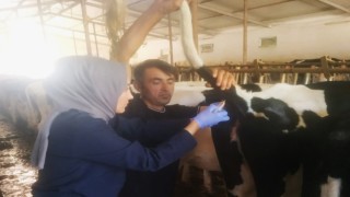 Erzincana gelen ithal hayvanların kontrolleri yapılıyor