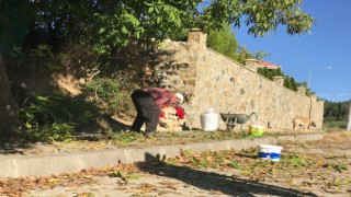 Erzincanda köylülerin zorlu ceviz hasadı başladı