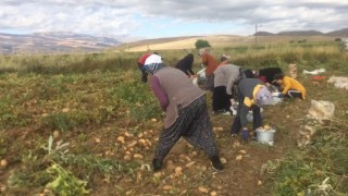 Erzincanda patates hasadı başladı