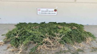 Evinin bahçesine kenevir eken kadın gözaltına alındı
