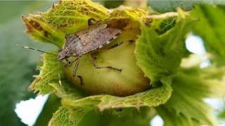 Fındık üreticileri kahverengi kokarca böceğine karşı uyarıldı