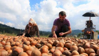 Fındık üreticilerinin zorlu kurutma mesaisi