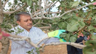 Fıstığın başkentinde hasat heyecanı