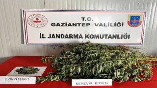 Gaziantepte uyuşturucu operasyonlarında 295 şüpheli yakalandı