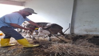 Gazipaşada 4 bin 700 büyükbaş hayvana şap aşısı yapıldı