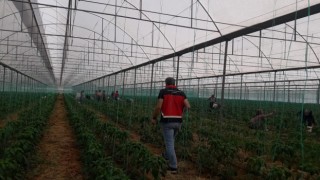 Gazipaşada Akdeniz meyve sineği ile mücadele başlatıldı