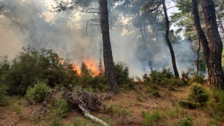 Geliboluda yıldırım düşmesi sonucu çıkan orman yangını kontrol altına alındı