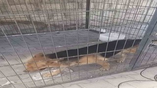 Gence saldıran köpek yakalandı, bakıcısına işlem yapıldı
