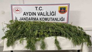 Germencikte uyuşturucu operasyonu