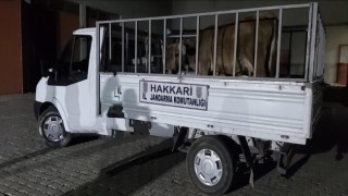 Hakkaride 49 şüpheli hakkında işlem yapıldı