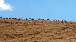 Hakkaride dağ keçileri sürüsü görüldü