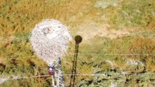 Havaların soğuması ile göçe başlayan leyleklerin yuvası boş kaldı