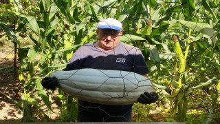 Hisarcıklı çiftçi ata tohumundan 30 kilo gelen bal kabağı yetiştirdi