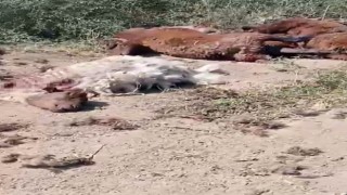 Iğdırda yol kenarında küçükbaş hayvan ölüleri bulundu