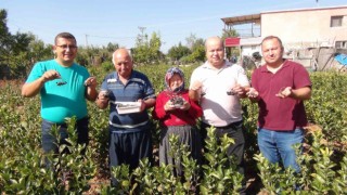 İhracata giden aronya süper meyvenin ilk hasadı yapıldı