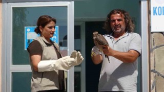 İsrailde halkalanan gökdoğan kuşu tedavisinin ardından özgürlüğe kanat çırptı