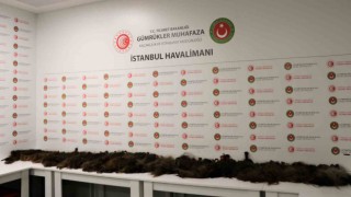 İstanbulda İnsan saçı kaçakçılarına gümrük muhafaza engeli