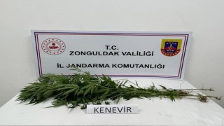 Jandarma Alaplıda bir evde kenevir bitkisi ele geçirdi