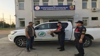 Jandarma yaralı leylek buldu