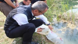 Karabükte göl ve göletlere 30 bin yavru sazan balığı bırakıldı