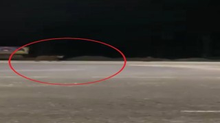Karayoluna inen ayılar kamerada