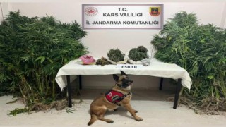 Karsta uyuşturucu tacirleri dedektör köpek Termala takıldı