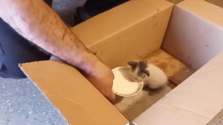 Karsta yaralı yavru kedi emin ellerde