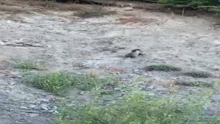 Kastamonuda yollara çıkan ayılar kamerada