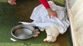 Kayalıklarda mahsur kalan köpeği gezi teknesi çalışanları kurtardı