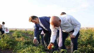 Keçiörende Belediyesinin bostanlarında hasat yapıldı