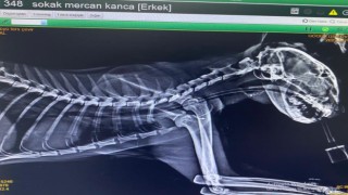 Kedinin boğazından üç olta kancası çıktı