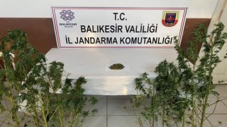 Kenevir yetiştirilen eve baskın