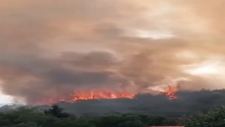Kocaelide orman yangını