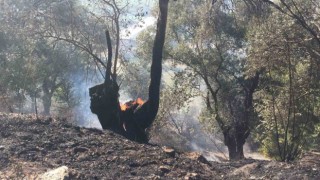 Köşkte zeytinlik yangını korkuttu