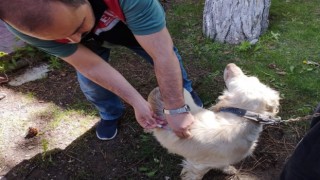 Kuduz hastalığına karşı Eskişehirde 11 bin kedi ve köpek aşılandı