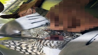 Kursağı yırtılan atmaca tedavi edildi
