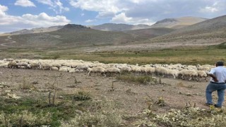 Malatyada 25 bin TLye çoban bulunamıyor
