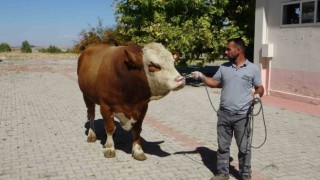 Malatyada üretilen boğa spermaları dünyaya ihraç edilecek