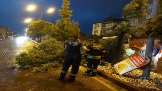 Manisada fırtına ağaçları devirdi
