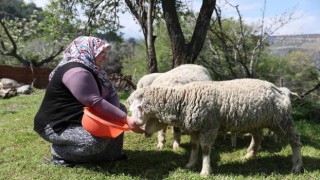 Merkezefendide ‘Küçükbaş hayvan ve yem desteği kayıtları başladı